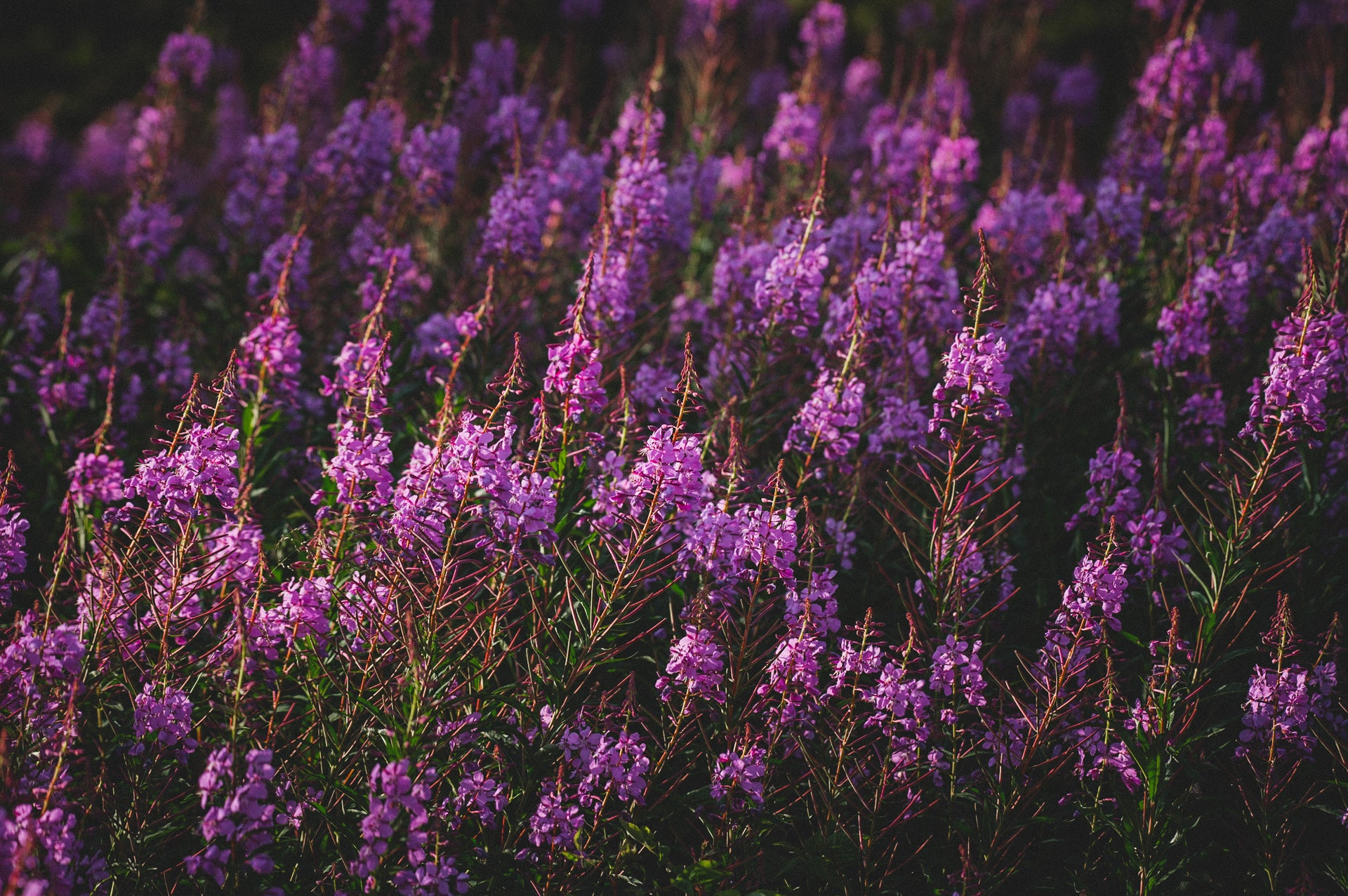 The Fireweed Collection