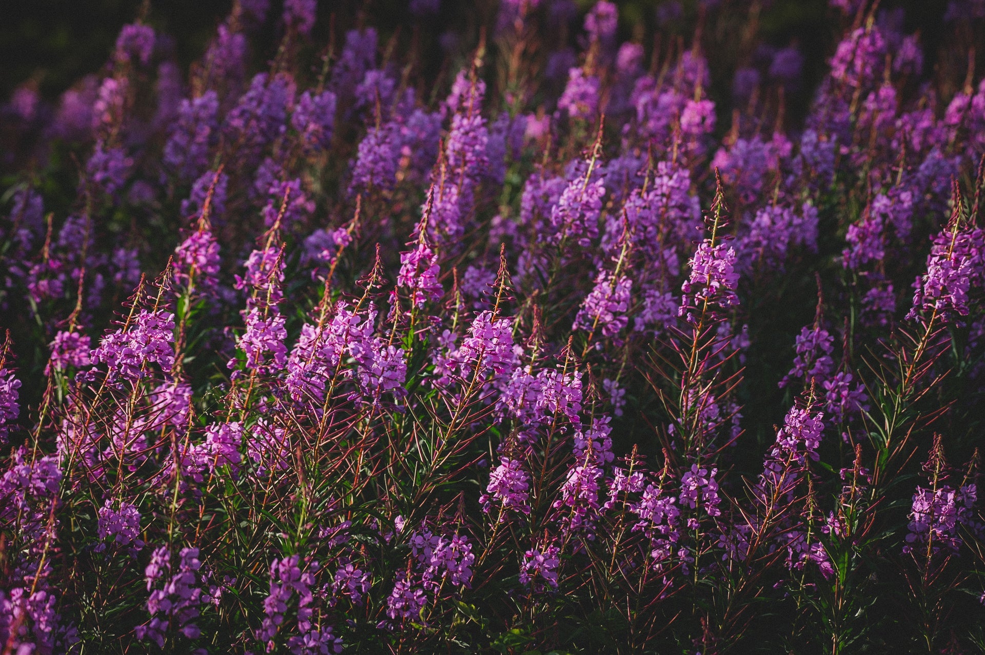 The Floral Collection