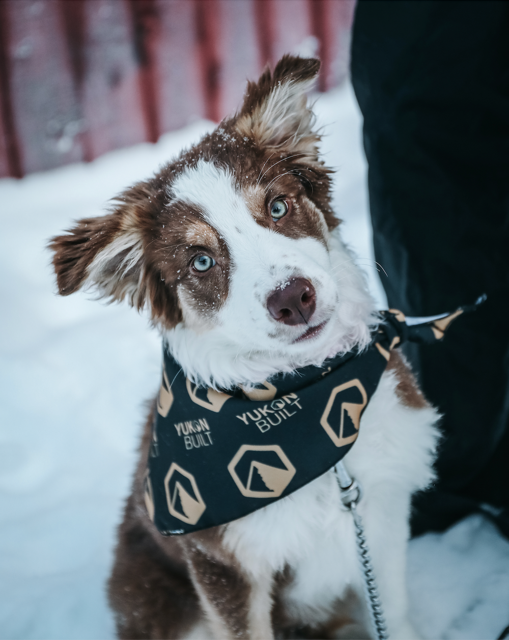 Dog Bandana - Gold Rush