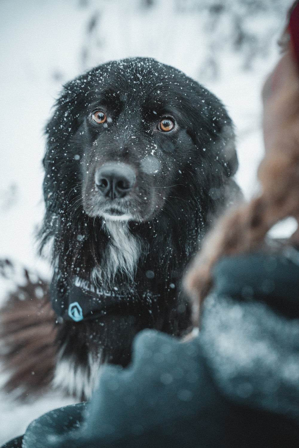 Dog Bandana - Glacier Black